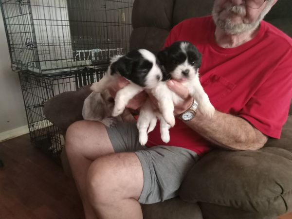 Gorgeous female shihtzu pups