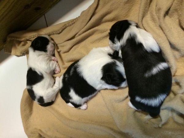 Ckc Shihtzu puppies