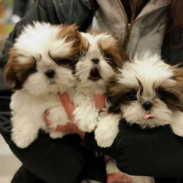 Gorgeous shih tzu puppies available