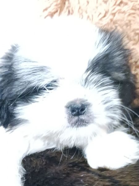 ShihTzu 11 weeks need home