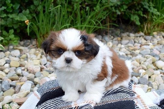 Lovely Shih Tzu Puppies Ready