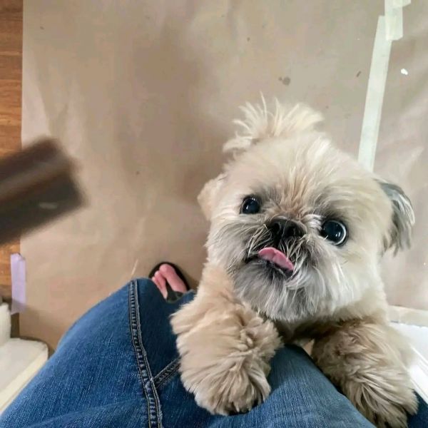 Adorable shih tzu Puppies Ready To Any Loving Home