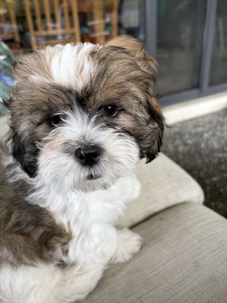 Beautiful male Shitzu pup looking for his furever family