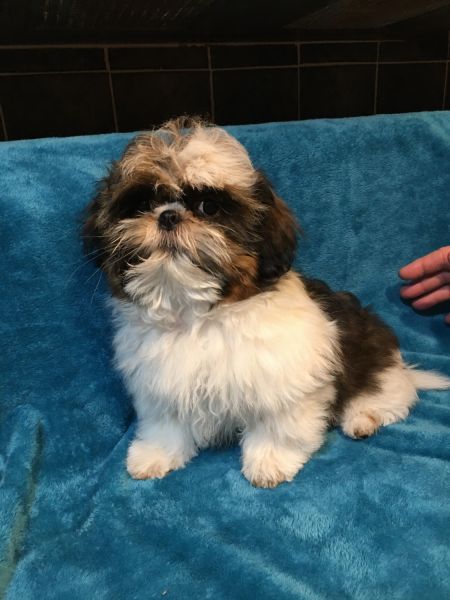 Cute Shih Tzu pup
