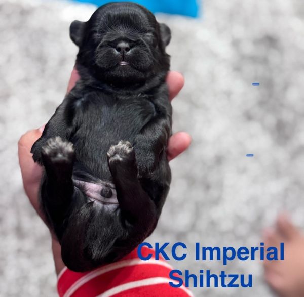 CKC imperial & Standard Shihtzu