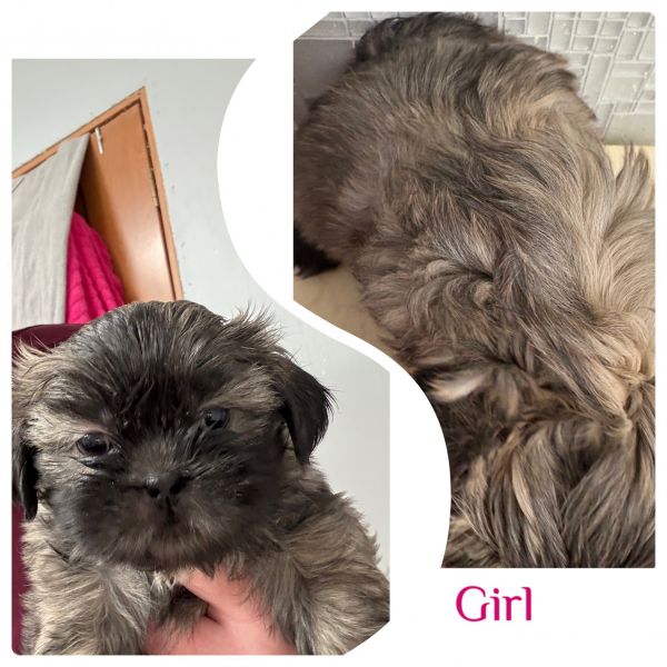 Shih Tzu puppies