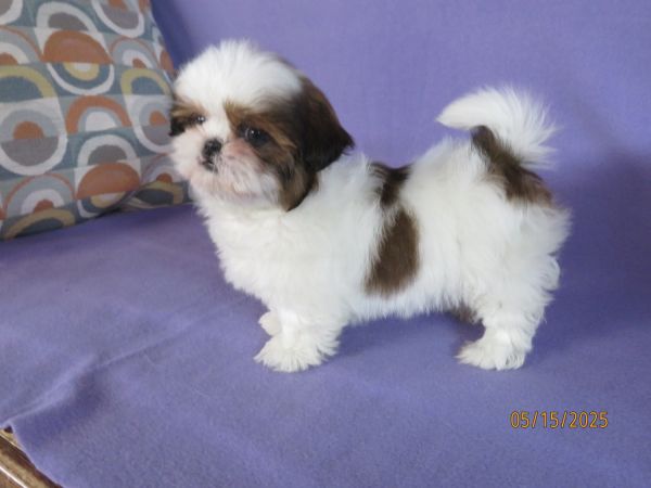 Shih Tzu Puppy FEMALE