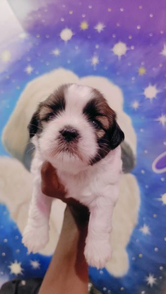 Shih-tzu puppies available