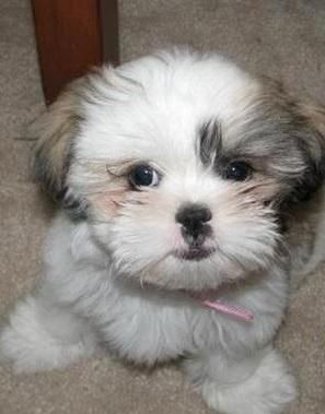 KC registered Shih Tzu pups
