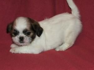 Shih Tzu Puppies For Sale (***) ***-***0