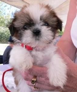 Lovely Male And Female Shih Tzu Puppies
