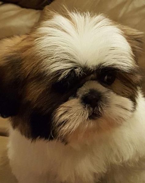 Adorable Male And Female Shih Tzu Puppies