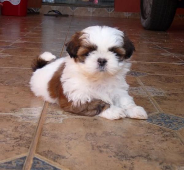 Pedigree Shih Tzu puppies boys and girls