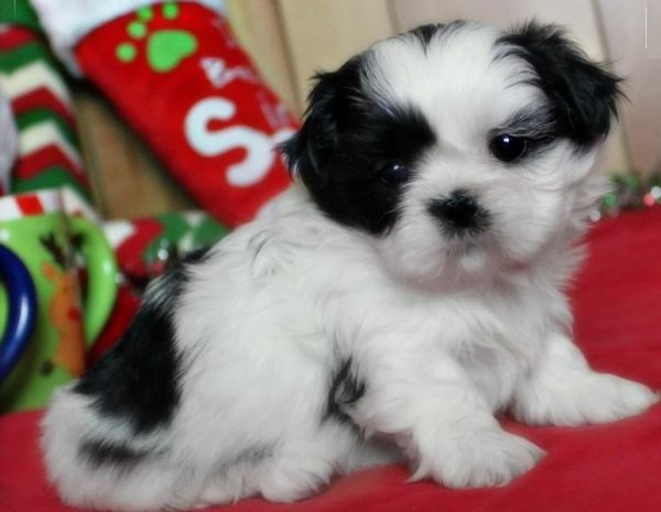 Teacup Shih tzu Puppies for good home