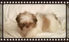 Beautiful Shih Tzu Puppies**