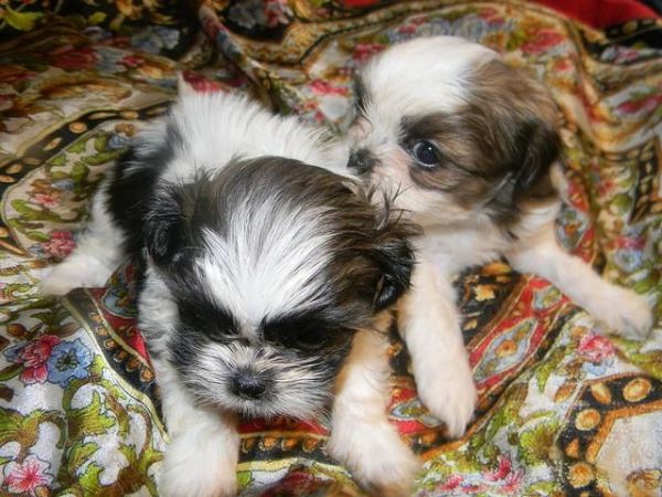 Stunning Litter Of Shih Tzus