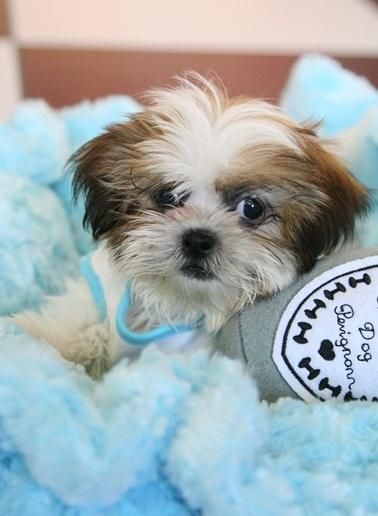 Amazing shih-tzu puppy!