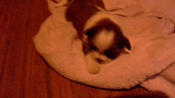 Beautiful female shih tzu puppies for sale