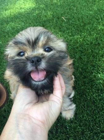 awesome shih tzu pups ready