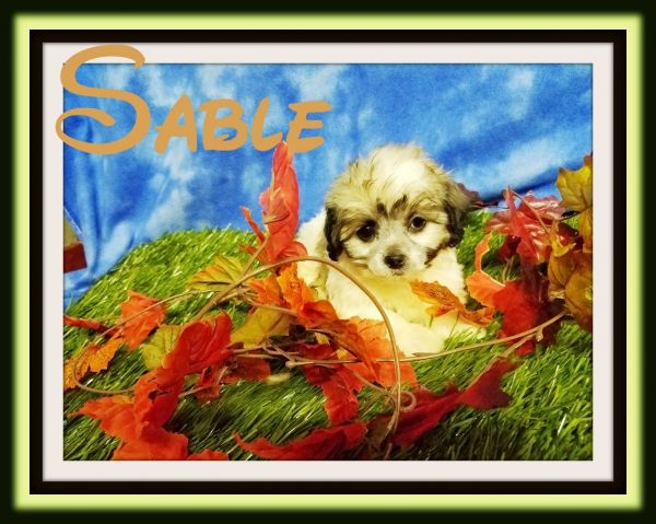 Sable Shih chon ***