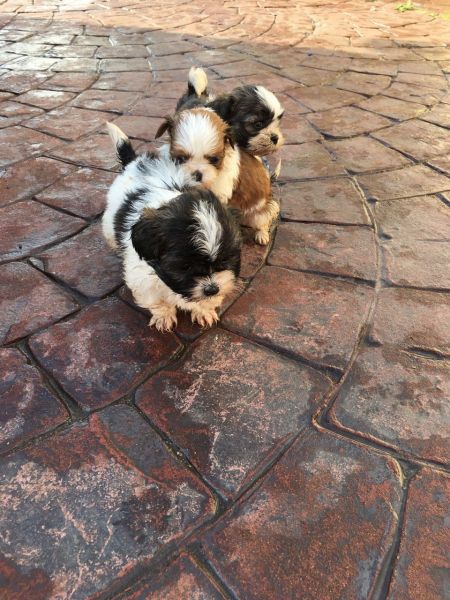 Shihtzu Puppies