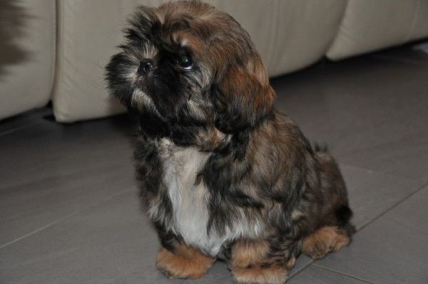 Shih Tzus pups