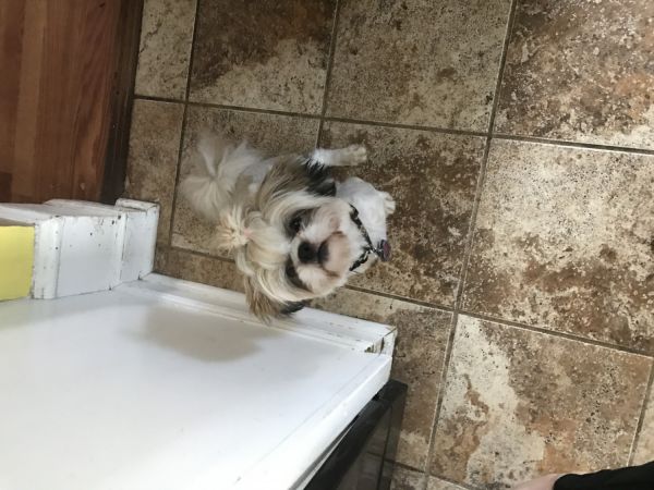 10 month shih tzu