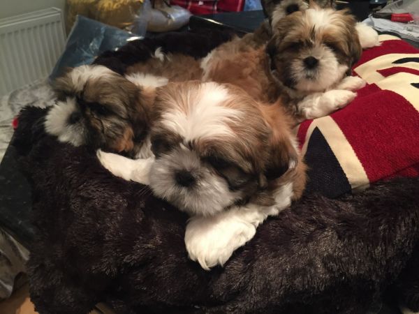 Gorgeous shih tzu puppies all ready