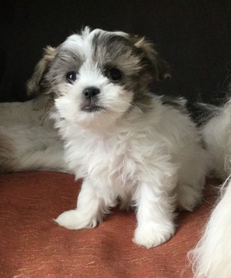 Shih Tzu PUPPIES