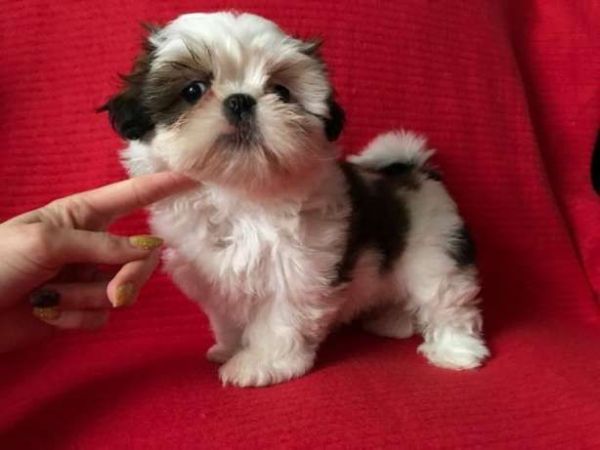 Shih tzu puppies