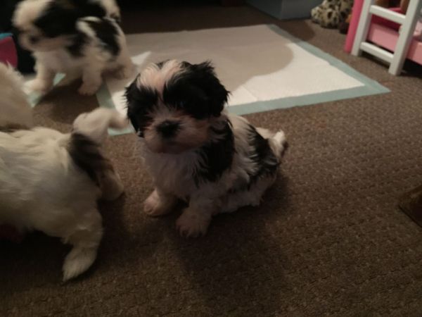 Beautiful Shih Tzu puppies for Adoption