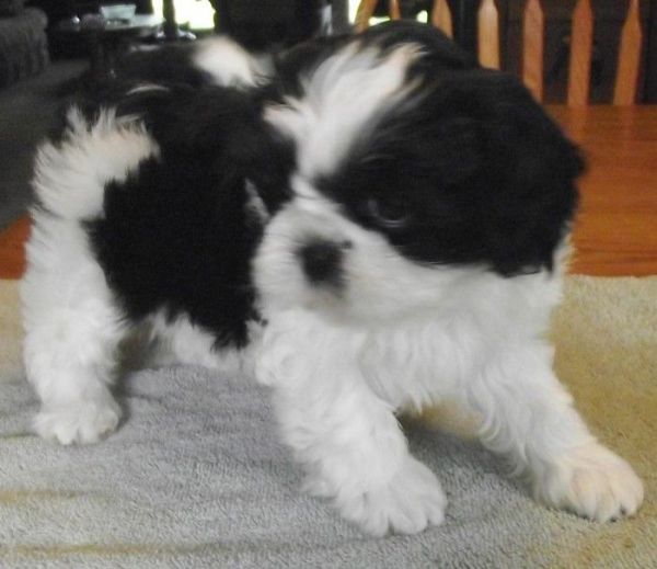 Quality Bred Family Rasied Shih Tzu For Sale