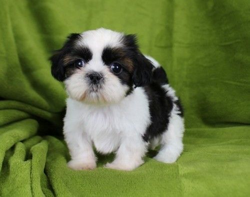 Beautiful Pedigree Shih Tzu