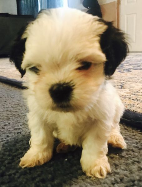 Shitzu puppies