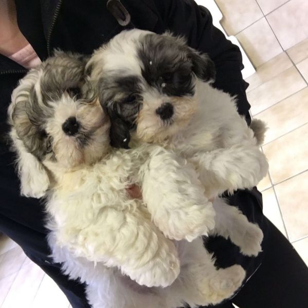 Zuchon Pups For Sale Shih Tzu X Bichon Frise