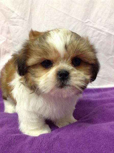 Outstanding AKC Shih Tzu puppies