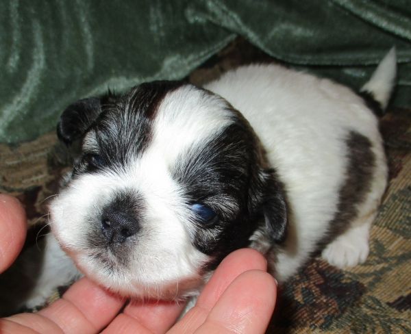 TINY ADORABLE REGISTERED SHIH TZU PUPPY!