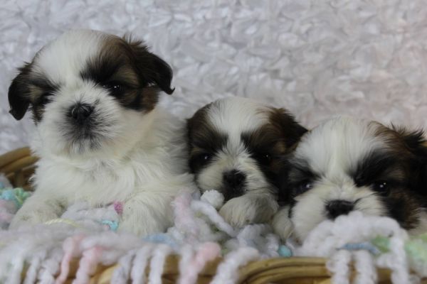 Nice and Healthy shih tzu puppies Available*TEXT(***) ***-***5