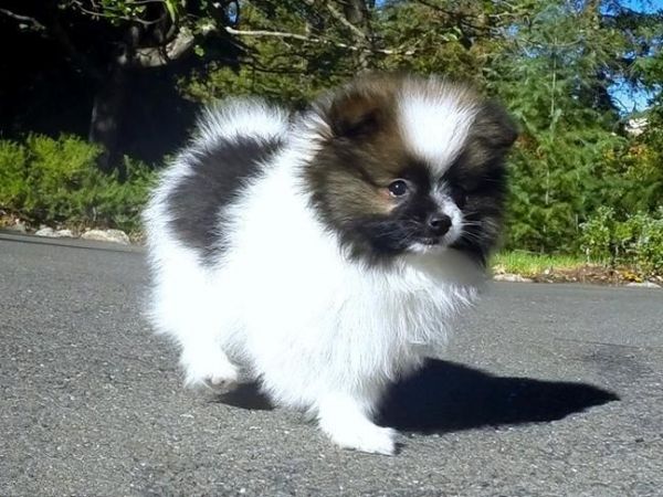 Spunky Shih Tzu puppies. Text (***) ***-***2