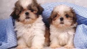 shih tzu puppies for sale*(***) ***-***5