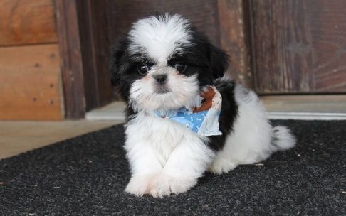 Beautiful Shih Tzu puppies
