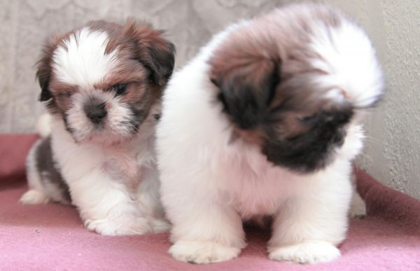 Sweet shih tzu puppies at (***) ***-***5
