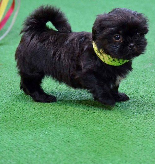 Beautiful Shih Tzu Puppies . Text (***) ***-***2