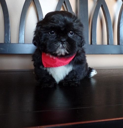 Beautiful Teacup Shih Tzu Puppies