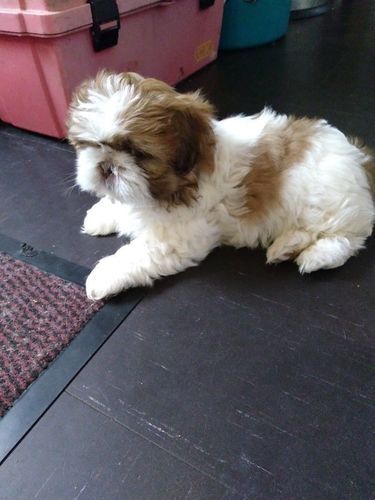 Playful Shih Tzu Puppies
