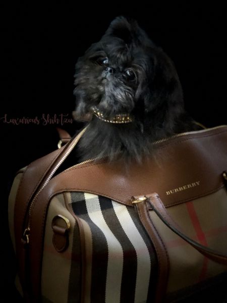 TEACUP SHIH TZU - AKC GORGEOUS!!!!!!