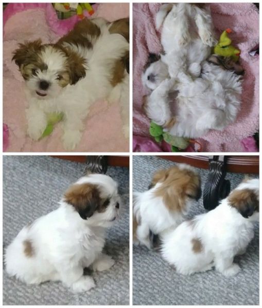 Shih Tzu puppies for sale!