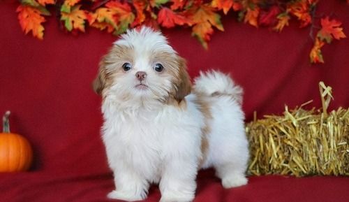 Male and female Shih Tzu Puppies