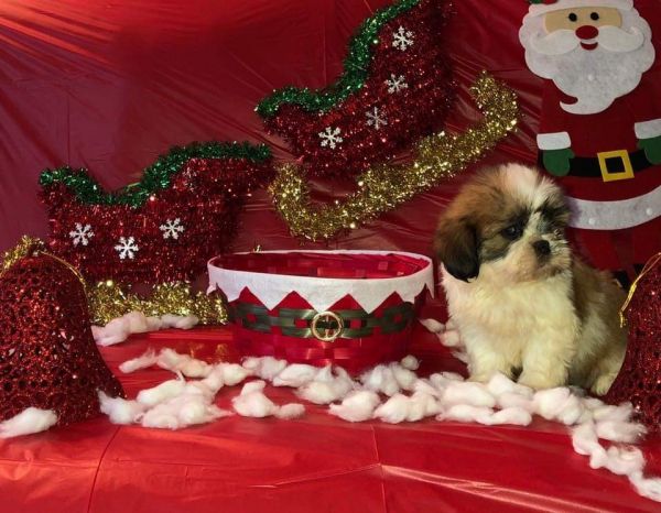 Shih tzu puppies
