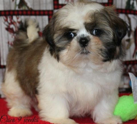 Lucky Personality Shih Tzu Puppies text (***) ***-***7
